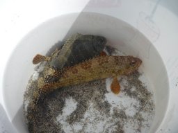 Visite de la petite cousine !